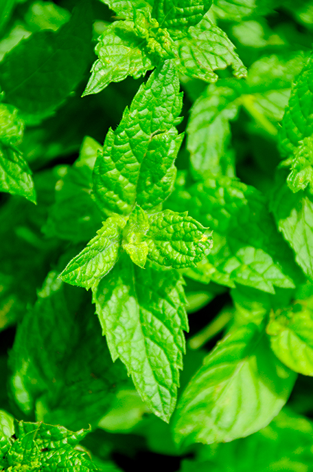 spearmint Menta Spicata Olio Essenziale Extra - immagine 1