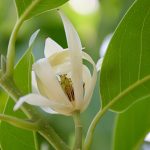 Champaca Bianco Assoluta