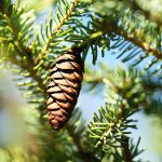 aghi di abete assoluta