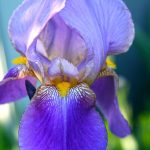 Iris Germanica Burro 13% ironi