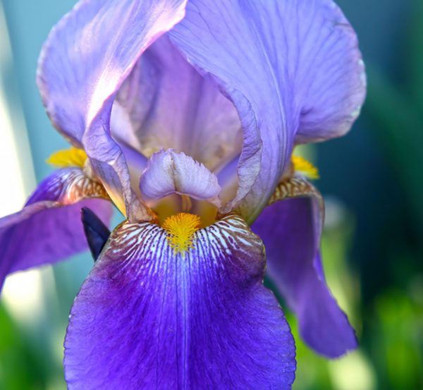 Iris Germanica Burro 13% ironi