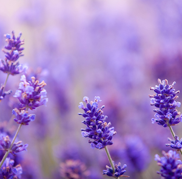 Lavender-Italia-Essential-Oil Lavanda Bio Olio Essenziale (Toscana) - immagine 1