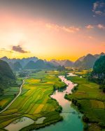 Bo-Quan Oud Selvatico