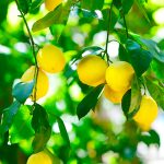 Petitgrain Citronnier Olio Essenziale