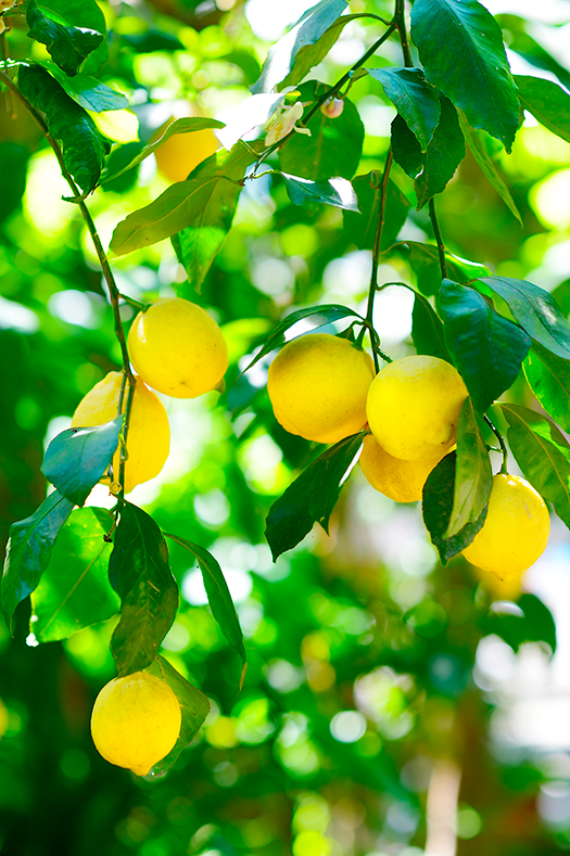 Petitgrain Citronnier Olio Essenziale