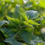 Ortica assoluta Foglie