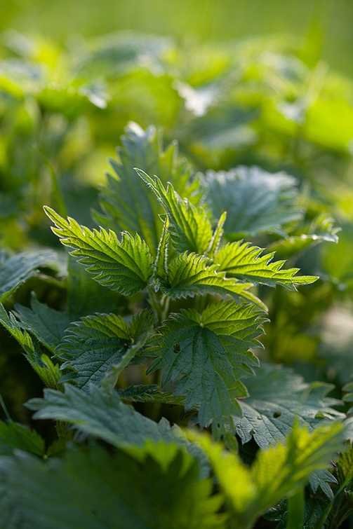 Ortica assoluta Foglie