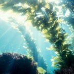 ***Alga Wakame Assoluta