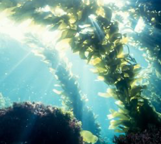 Alga Wakame Assoluta ***Alga Wakame Assoluta - immagine 1