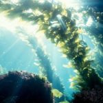 ***Alga Wakame Assoluta