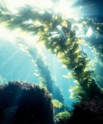 ***Alga Wakame Assoluta