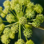 Angelica Radice Assoluta Signature Gold