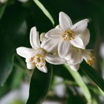 Bigaflower (Mane) da hermitageoils.com