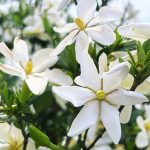 Gardenia Assoluta : Shooting Star