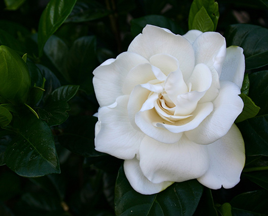 Gardenia Assoluta Gardenia Assoluta - immagine 1