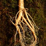 Ginseng CO2 (SELEZIONATO)