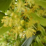 Tiglio Fiori CO2 Biologico