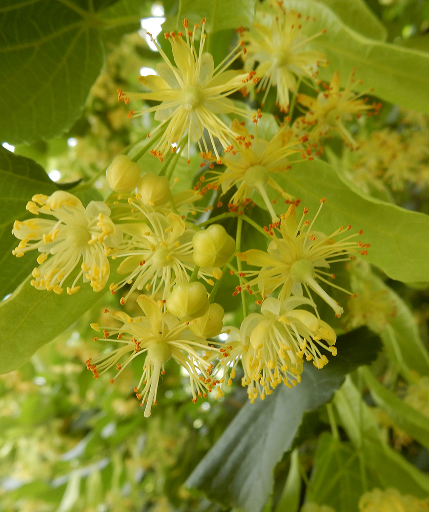 tiglio co2 Tiglio Fiori CO2 Biologico - immagine 1