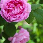 Leggende dell’Otto di Rosa dell’Azerbaigian. Stagione 2025.