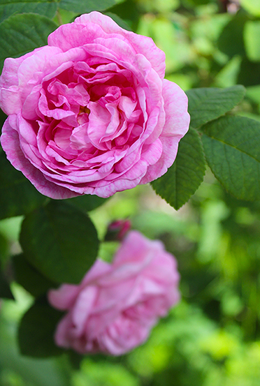 Rosa Leggende dell’Otto di Rosa dell’Azerbaigian. Stagione 2025. - immagine 1
